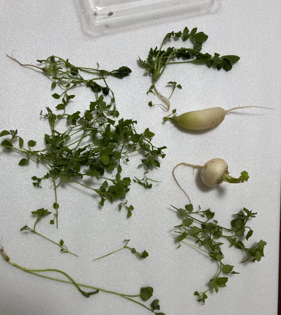 七草粥セットの中身